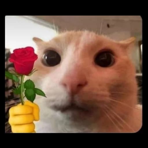 Cat Giving Rose